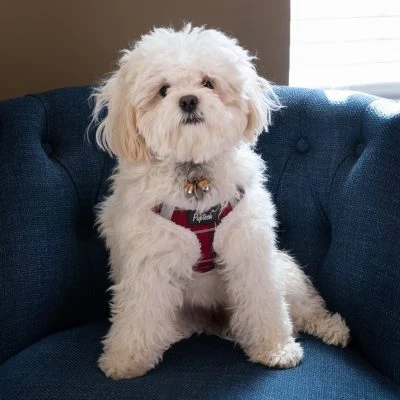 Grace the office dog at Ruby Financial Planning in Louisville, KY